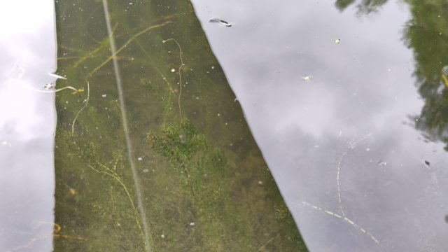 Nuttalls-Wasserpest Nuttalls-Wasserpest